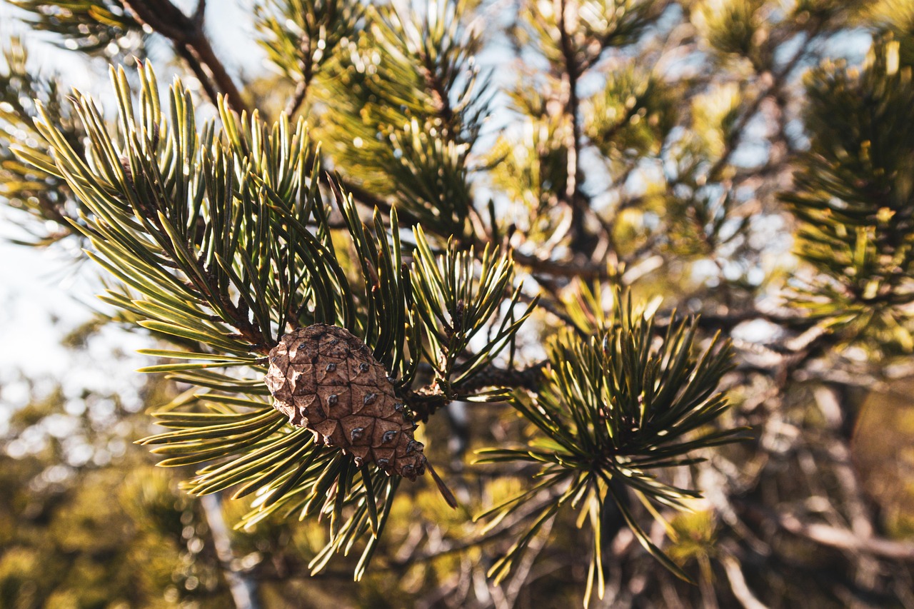 Il profumo dei pini in estate